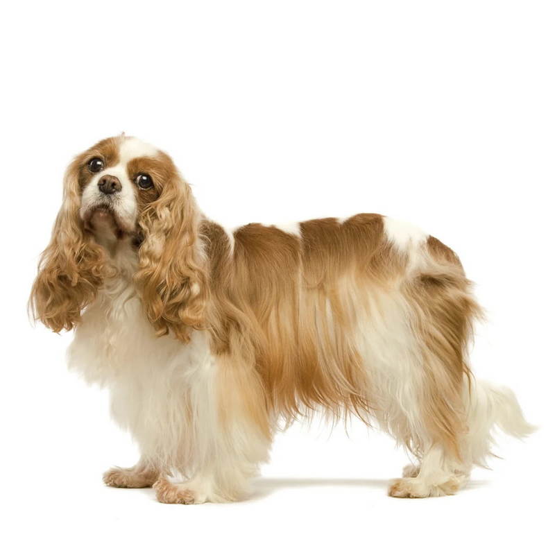 Кавалер-кинг-чарльз-спаниель - все о собаке, 6 минусов и 9 плюсов породы