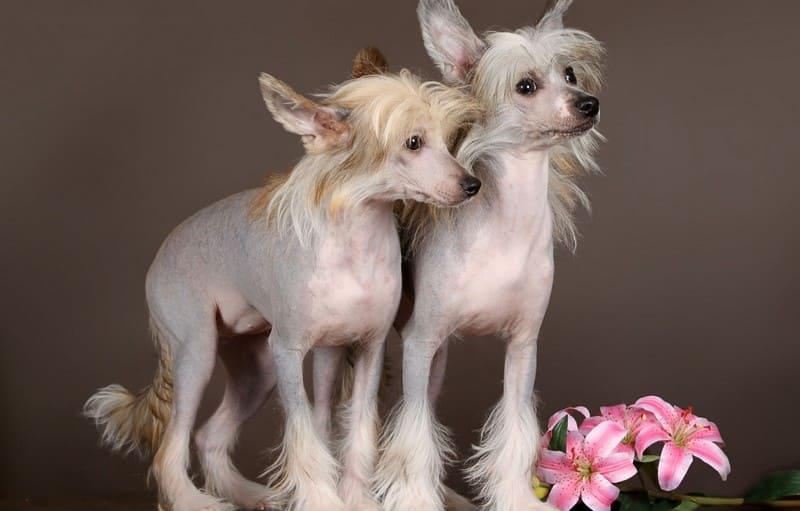Две собаки породы Китайская хохлатая собака