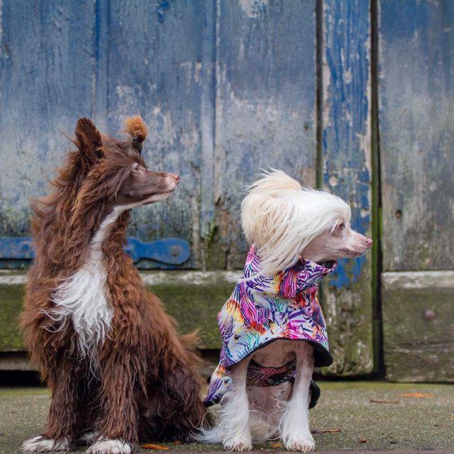 Фотография собак породы Китайская хохлатая собака