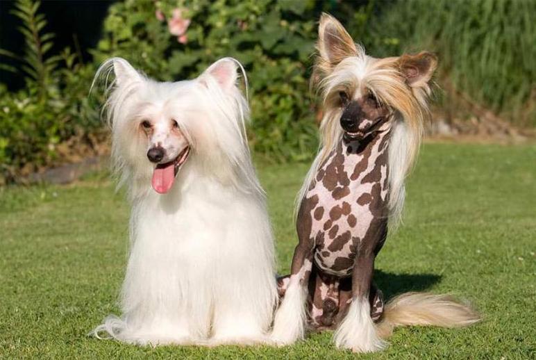 Собаки породы Китайская хохлатая собака