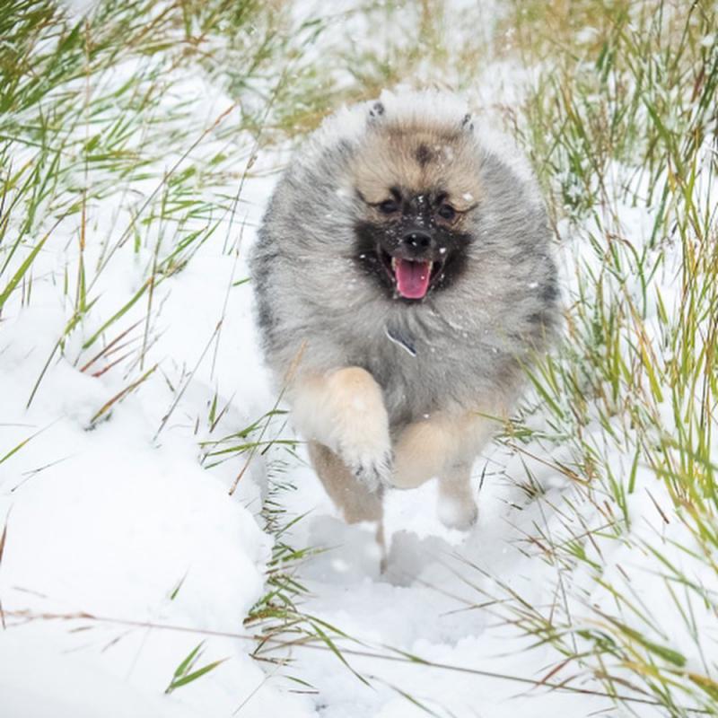 Фото собаки породы Голландский волчий шпиц