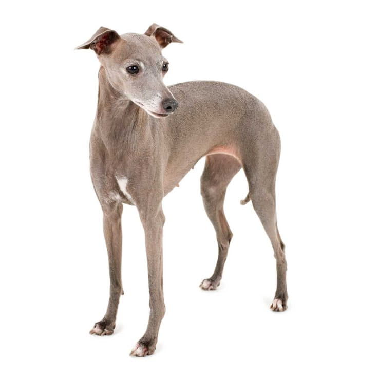 Левретка (Итальянская борзая) - все о собаке, 6 минусов и 10 плюсов породы