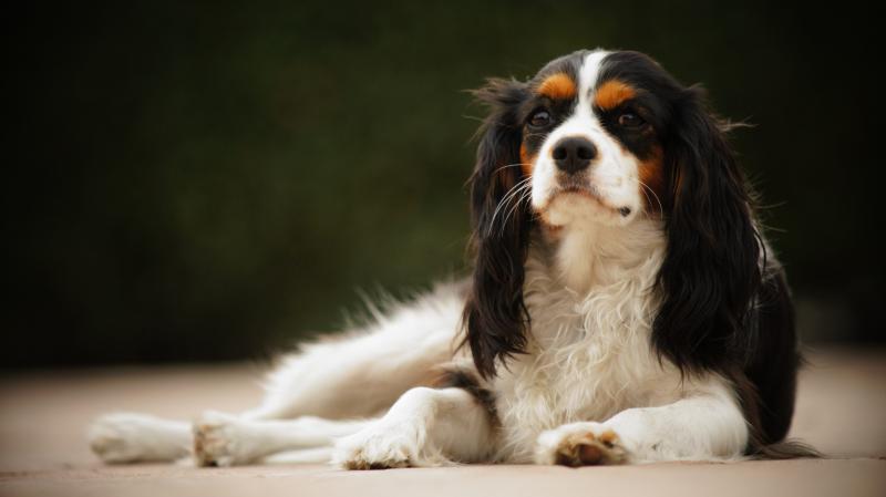 Фото собаки породы Кавалер-кинг-чарльз-спаниель