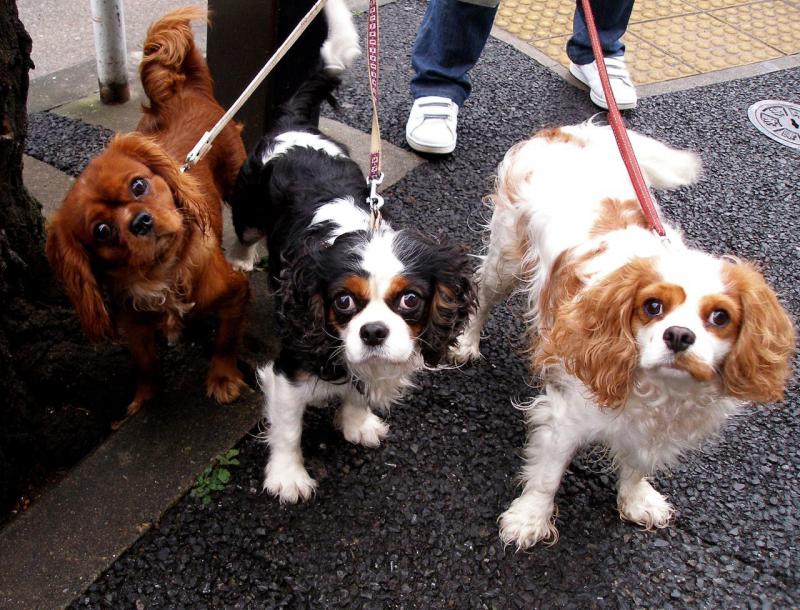 Три собаки породы Кавалер-кинг-чарльз-спаниель