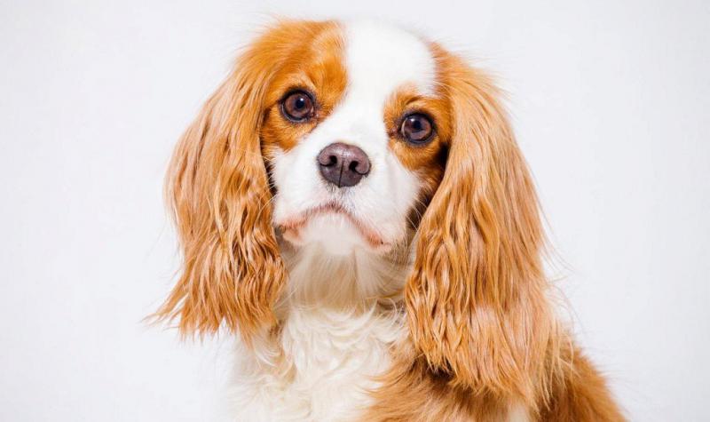 Уши собаки породы Кавалер-кинг-чарльз-спаниель