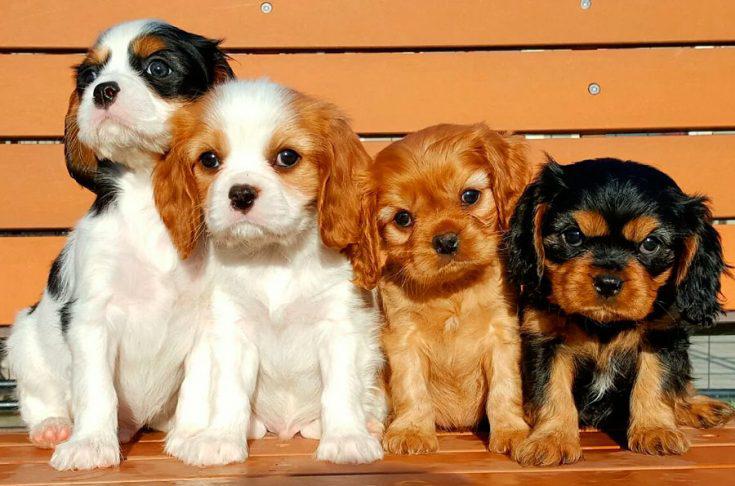 Фотография щенков собаки порды Кавалер-кинг-чарльз-спаниель