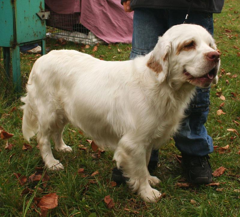 Фото собаки породы Кламбер-спаниель