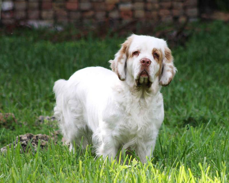 Фотография собаки породы Кламбер-спаниель