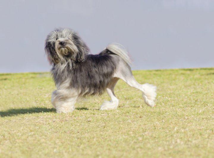Фото собаки породы Левхен (Львиная собачка)