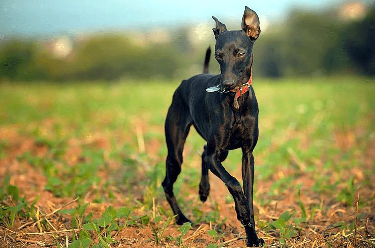 Фотография собаки породы Левретка (Итальянская борзая)