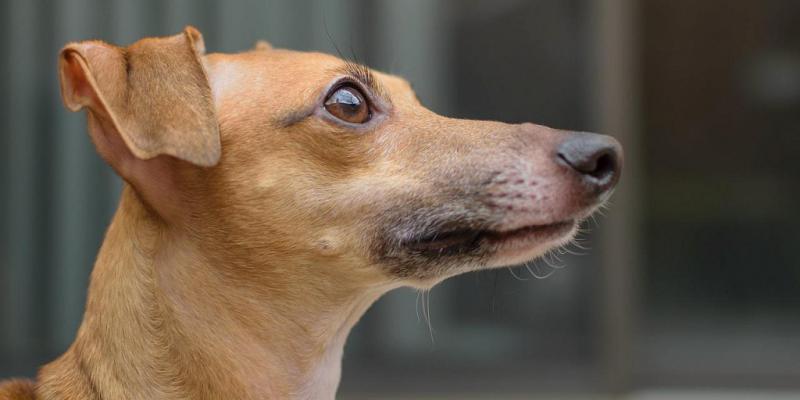 Нос собаки породы Левретка (Итальянская борзая)