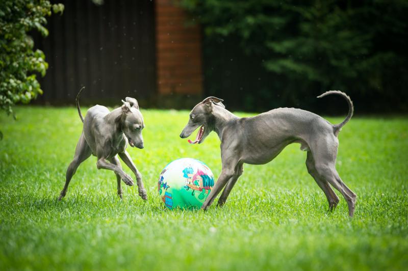 Собаки породы Левретка играют с мячом