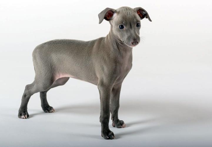 Фотография щенка породы Левретка (Итальянская борзая)