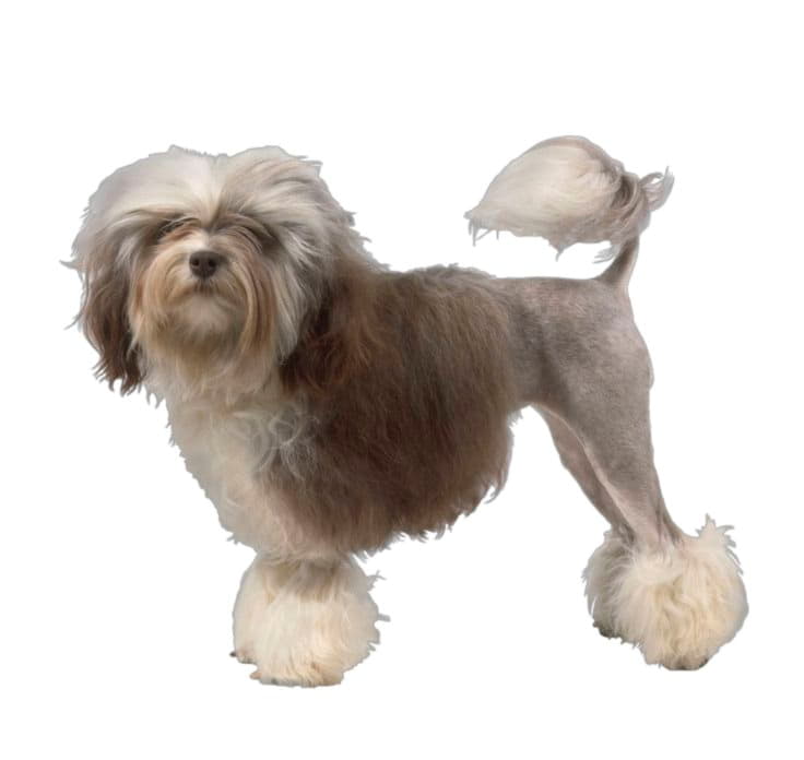 Ум и обучаемость