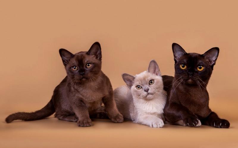 Кошки породы Бурманская кошка