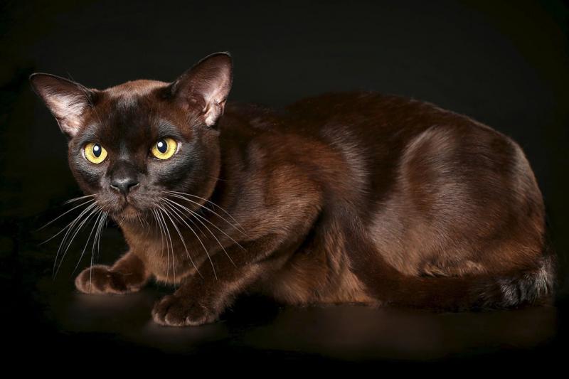 Бурманская кошка окрас соболиный
