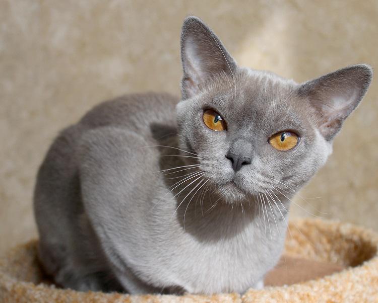 Бурманская кошка окрас голубой