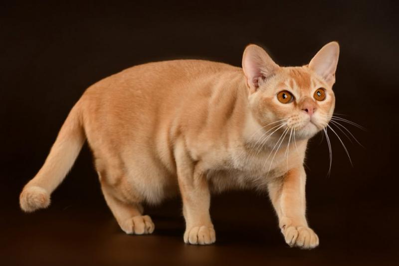 Бурманская кошка окрас кремовый