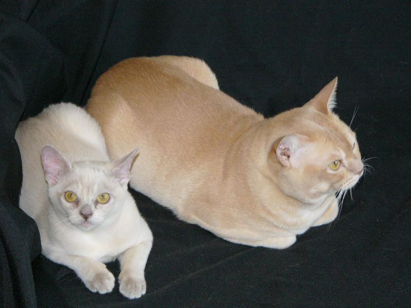 Бурманская кошка различие между платиновым и кремовым окрасом 