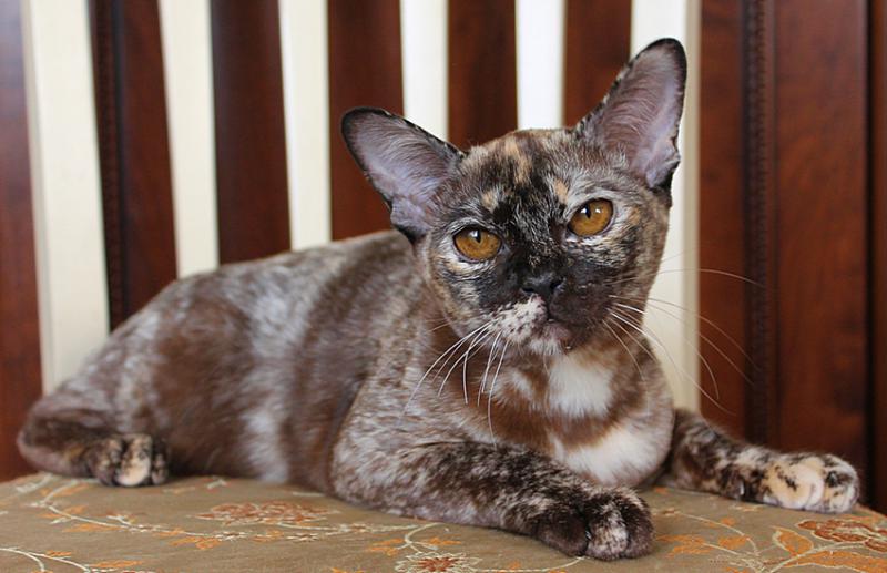Бурманская кошка окрас черепаховый 