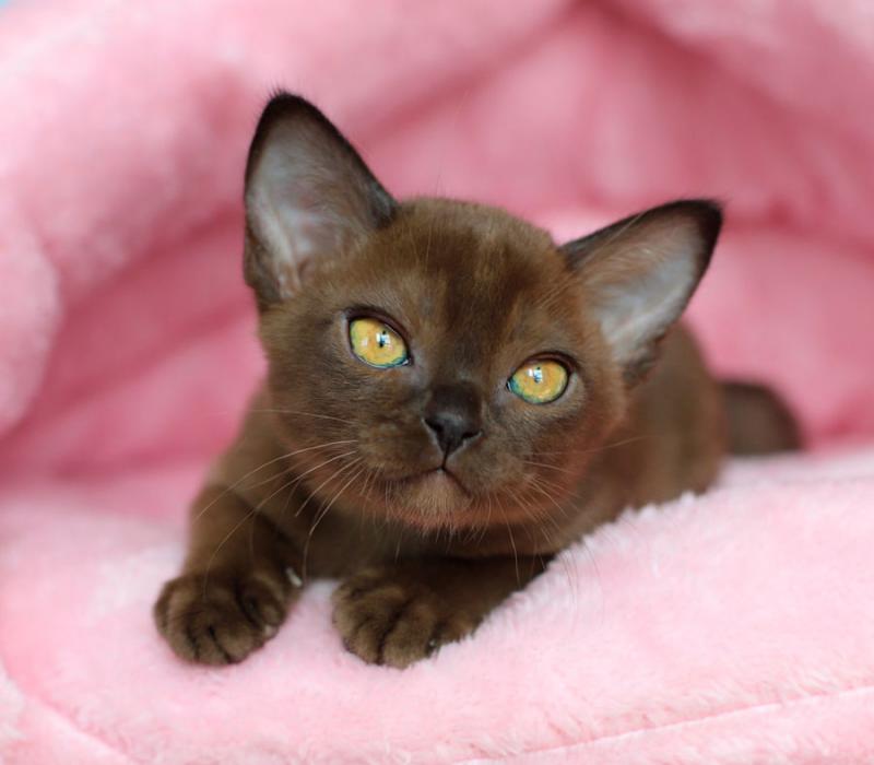 Котенок породы Бурманская кошка