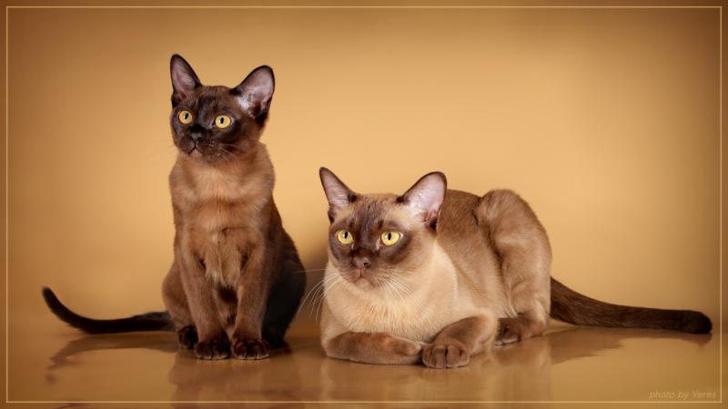 Бурманские кошки