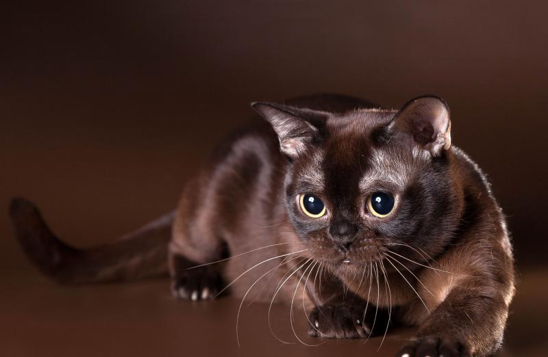 Кошка породы Бурманская кошка