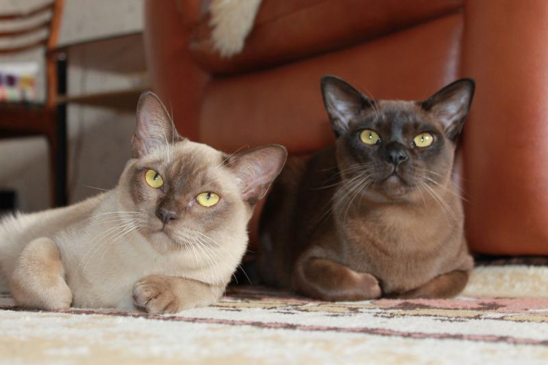 Две кошки породы Бурманская кошка