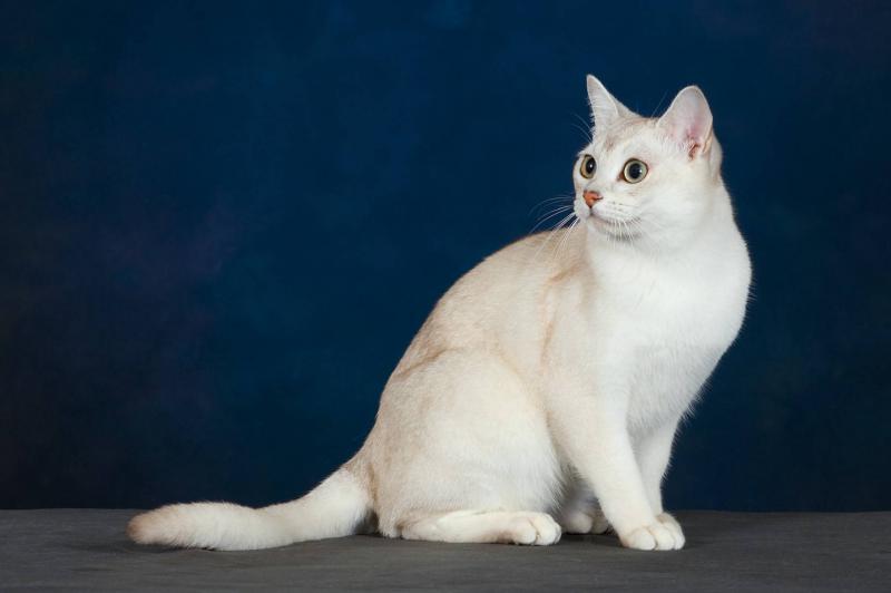 Кошка породы Бурмилла