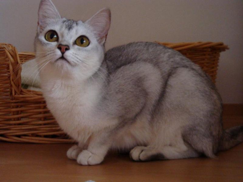 Фотография кошки породы Бурмилла