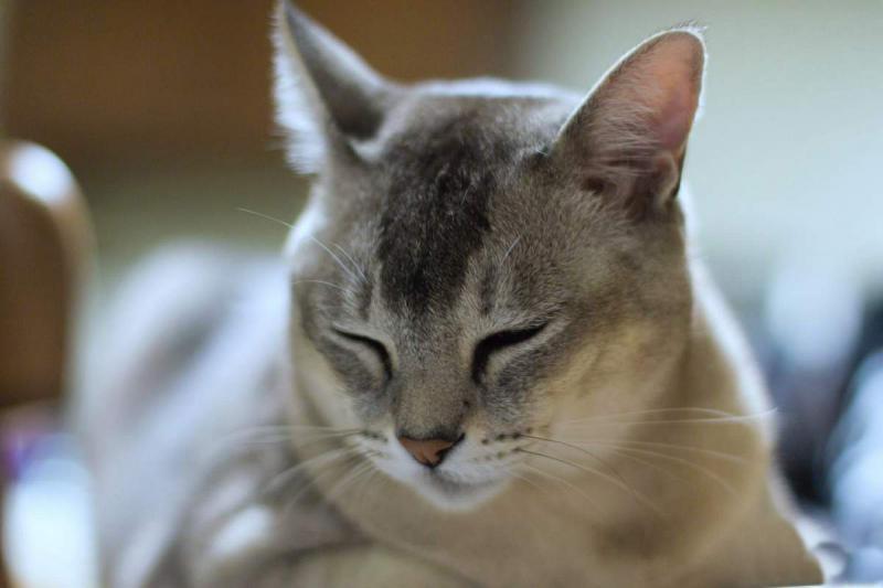 Голова кошки породы Бурмилла