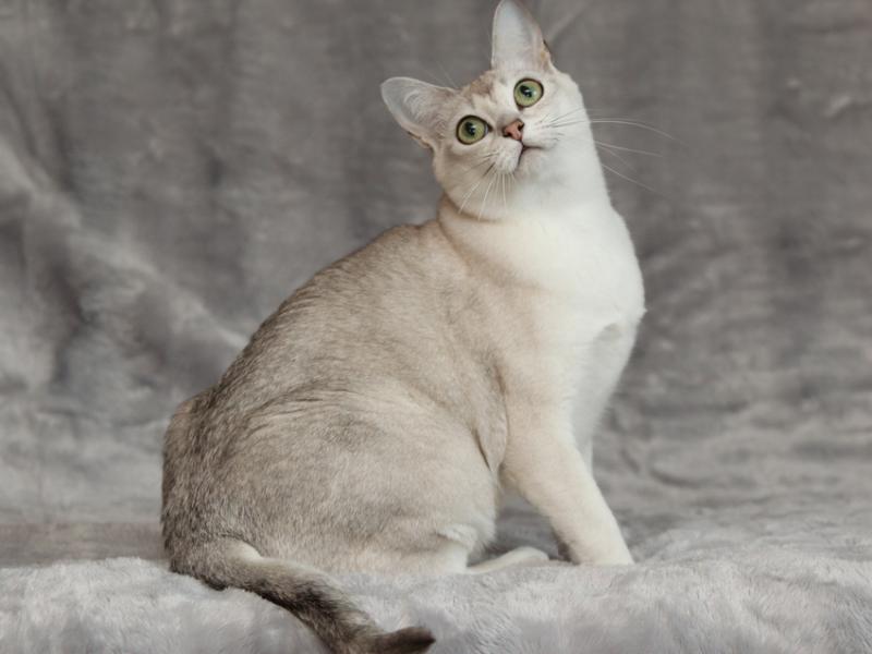 Фотография кошки породы Бурмилла