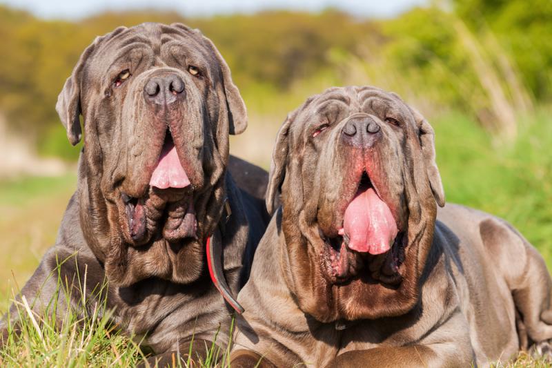 Фотография двух собак породы Мастино неаполитано (Неаполитанский мастиф)