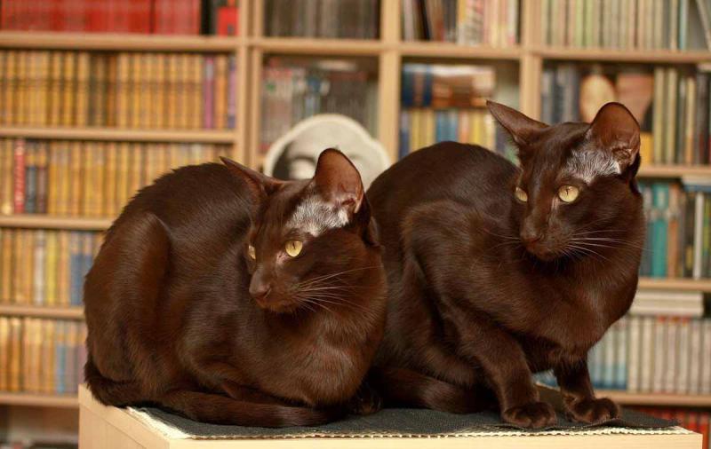 Кошка Гавана окрас Темно-коричневый или браун