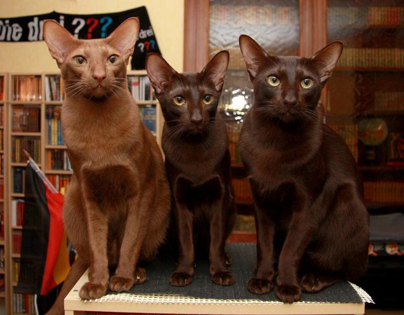 Фото кошек породы Гавана