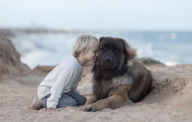 Собака Леонбергер с ребенком