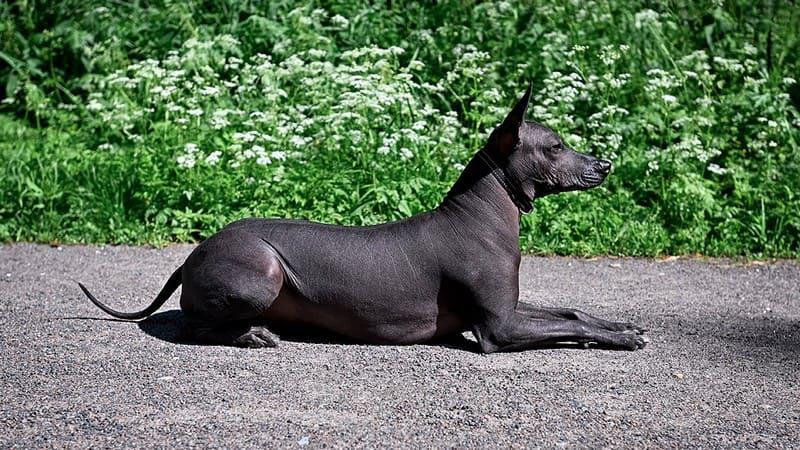 Фото Мексиканская голая собака (Ксолоитцкуинтли)