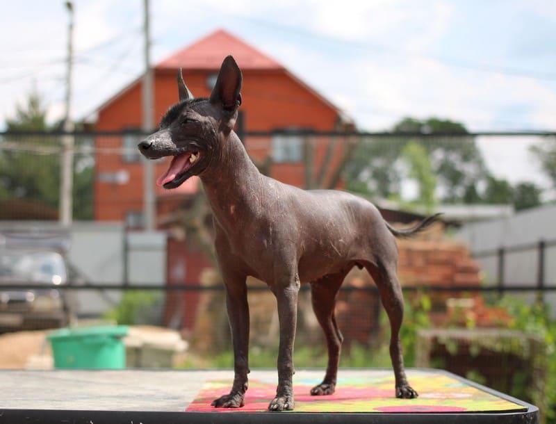 Фото собаки породы Мексиканская голая собака (Ксолоитцкуинтли)