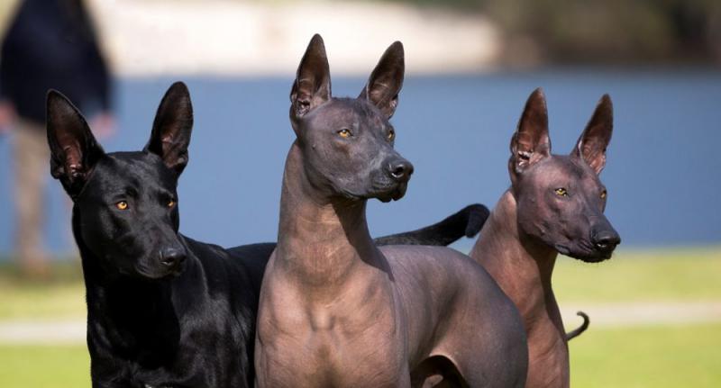 Фотография собак породы Мексиканская голая собака (Ксолоитцкуинтли)
