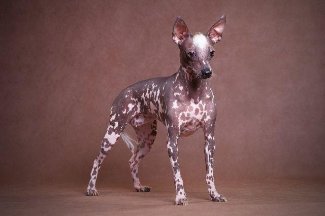 Фото собаки породы перуанская лысая собака