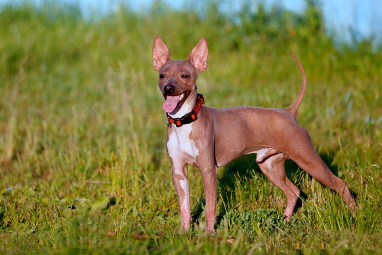 Фото собаки породы американский голый терьер