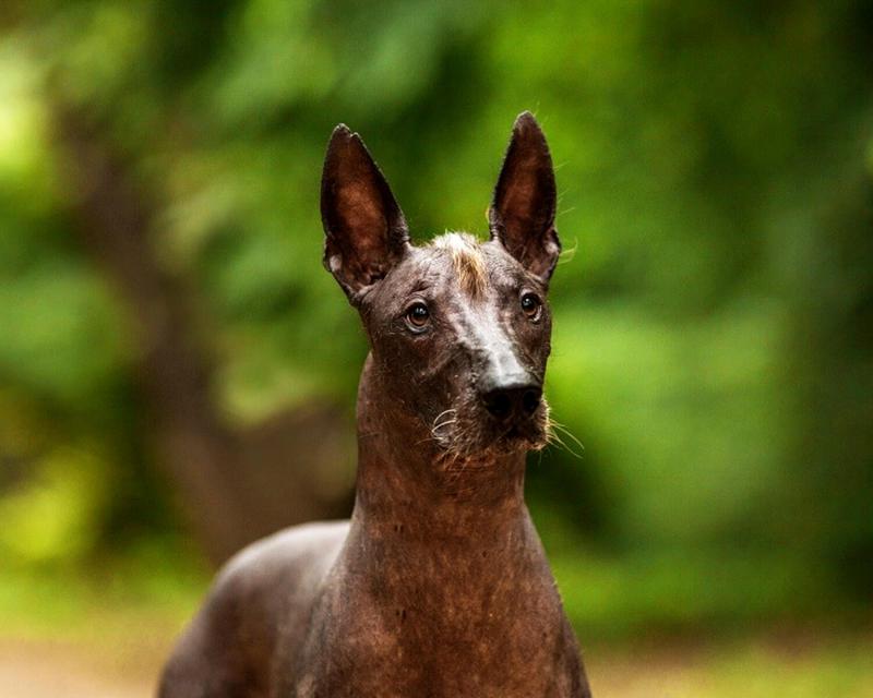 Голова собаки породы Мексиканская голая собака (Ксолоитцкуинтли)