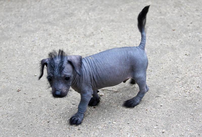 Фото щенка Мексиканская голая собака (Ксолоитцкуинтли)