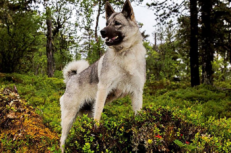 Фото собаки Норвежский элкхаунд (Норвежская лосиная лайка)
