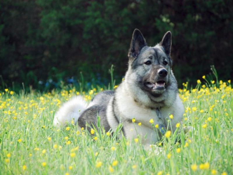 Фотография собаки породы Норвежский элкхаунд (Норвежская лосиная лайка)