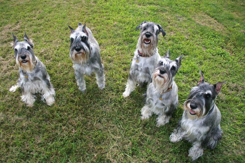 Собаки породы Миттельшнауцер (Стандартный шнауцер)
