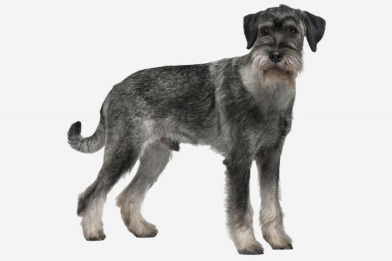 Внешний вид собаки породы Миттельшнауцер (Стандартный шнауцер)