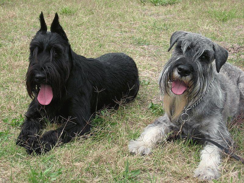 Собаки породы Миттельшнауцер (Стандартный шнауцер)