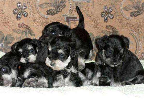 Фотография щенков собак породы Миттельшнауцер (Стандартный шнауцер)