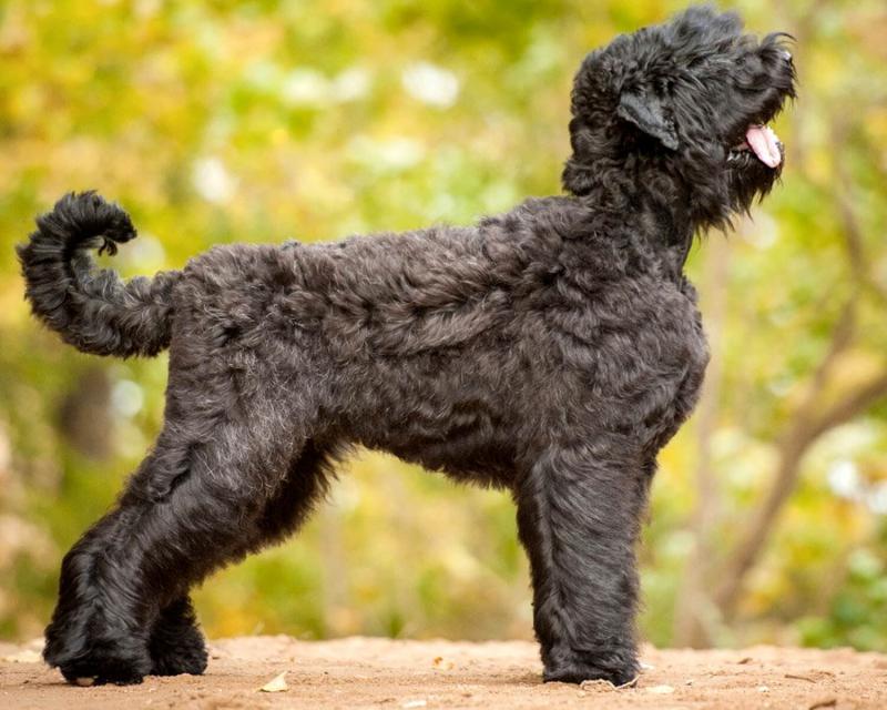 Фото собаки породы Русский черный терьер